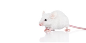 Mice
