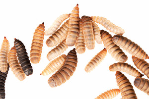 Black Soldier Fly Larvae
