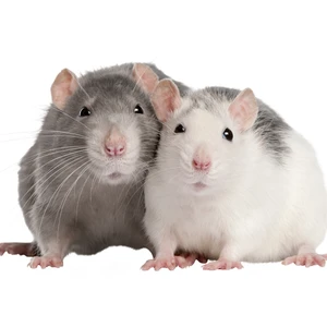 Rats