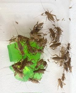 Crickets Medium 1.25cm