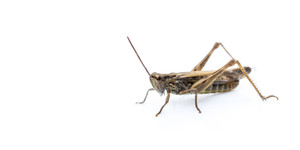 Crickets Weanie 0.3cm