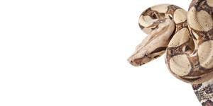 Reptile Equipment