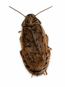 Woodies/ Wood Roaches