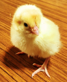Frozen Chickens (Day Old) 20pk 400g