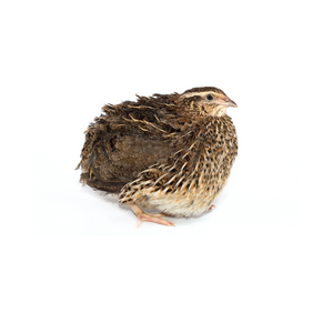 Frozen Quail (Extra Large) 1pk 250g