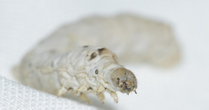 Silkworms - 12 pack
