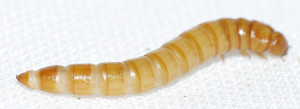 mealworm