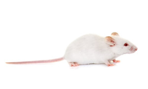 Frozen Adult Mice - 5 pack 100g/pk