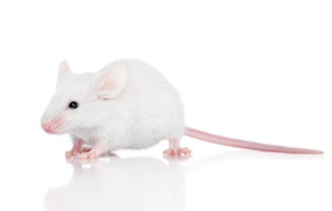 Frozen XL Mice - 5 pack 125g/pk