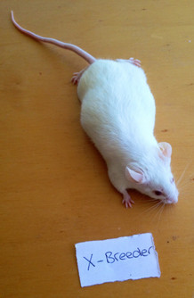 Frozen Mice XL - 50 pack 1.25kg/pk