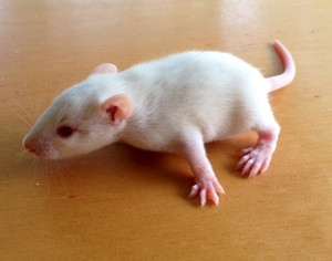 Frozen Hopper Rats