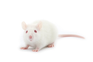 Frozen Large Rats
