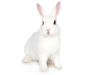 Frozen Rabbit 500 grams