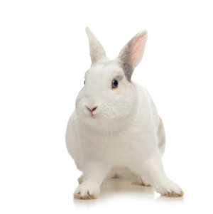 Frozen Rabbit 1kg - single pack