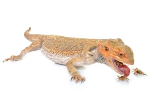 bearded dragon eating a cricket