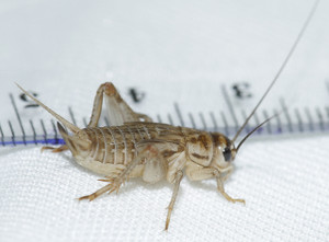 medium cricket