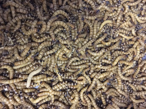 superworm