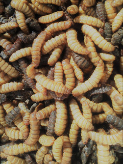 Black soldier fly larvae