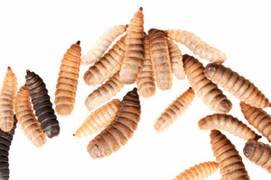 Black soldier fly larvae