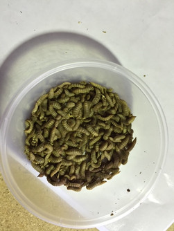 50 grams of black soldier fly larvae