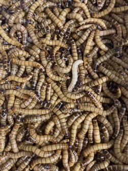 Superworms (Zophobas morio) 50gms