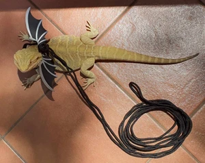 lizard harness and lead