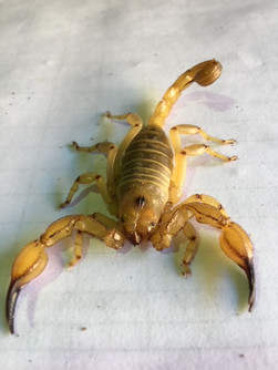 Scorpion - Desert Urodacus Yashenkoi