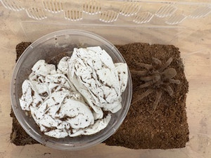 Spider - Selenotholus Stirlingi