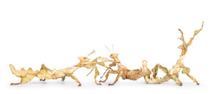 Spiny Stick Insect