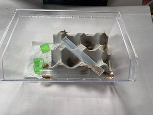 Repti box cricket container