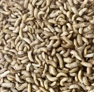 Black Soldier Fly Larvae 1kg