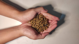Dried Black Soldier Fly Larvae 250g