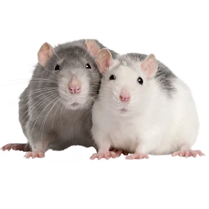 Frozen Rats