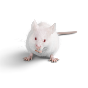 Frozen Mice
