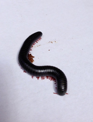 Giant Millipedes