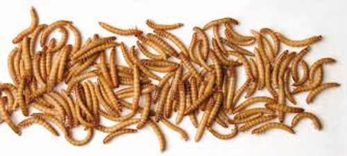 mini mealworms