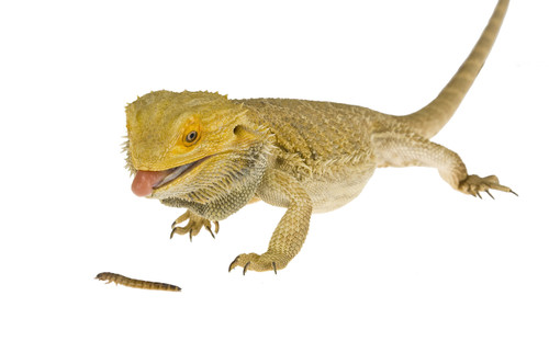 bearded dragon eating a mealworm