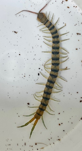 Centipedes Boolburra sp.