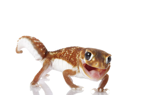 Fast Five Facts -Smooth Knob Tail Gecko