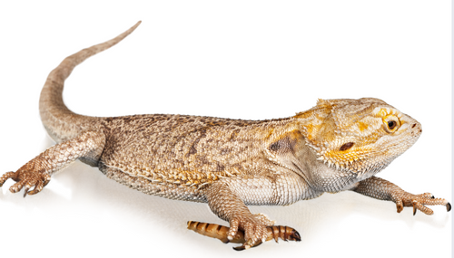 Check your reptiles health after Brumation