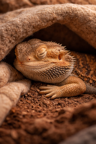Brumation: What It Means for Your Reptile (and How to Handle It Like a Pro)