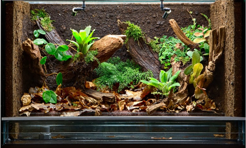 I like what you've done with the place. Is it time to refresh your reptiles space?