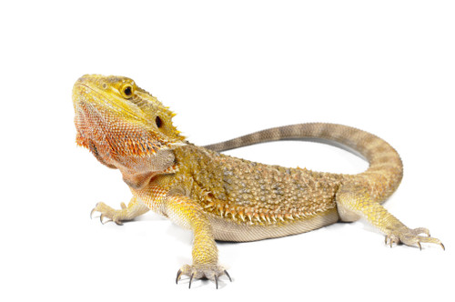 Reptile heating and lighting maintenance 