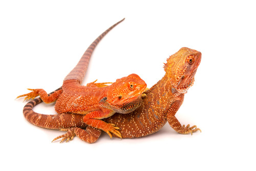 Fast Five Facts - Bearded Dragons