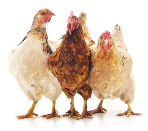 Fast Five Facts - Chickens