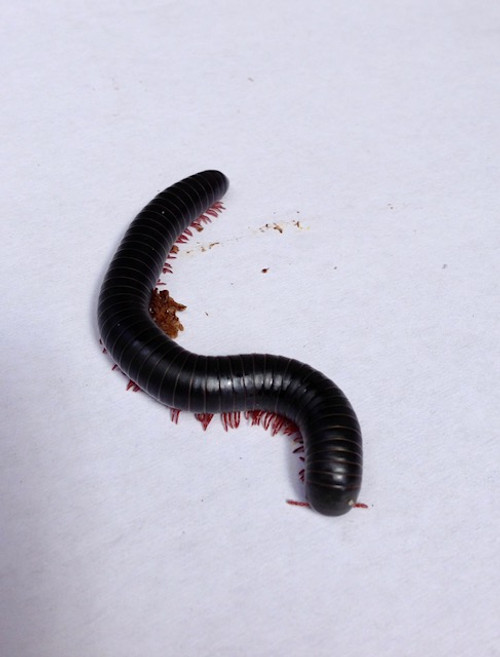 millipede