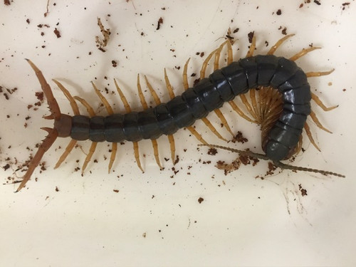 Centipedes - Rubripes