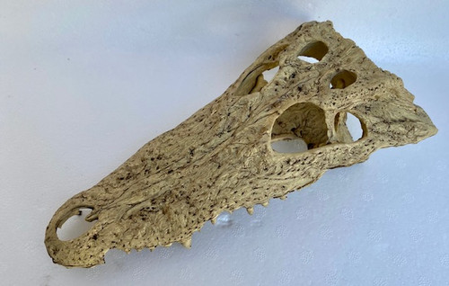 Crocodile Jaw