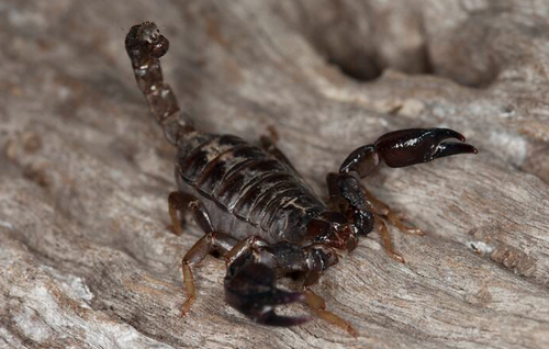 black rock scorpion