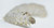 Silkworms - 25 pack